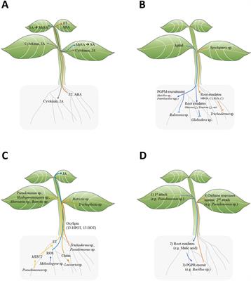 Triple interactions for induced systemic resistance in plants